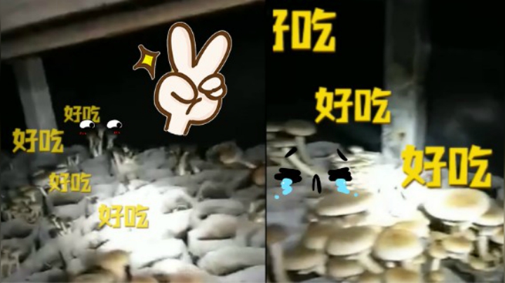 茶树菇棚面我就是最靓的崽