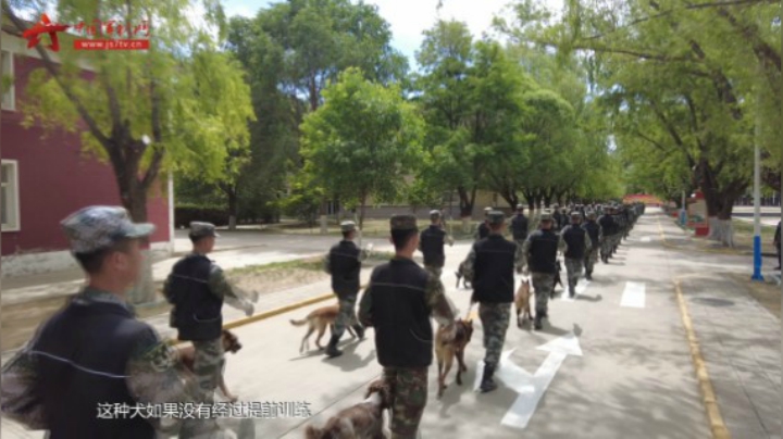 【军视问答】这些狗不适合做军犬，你家的爱犬“中奖”了吗？