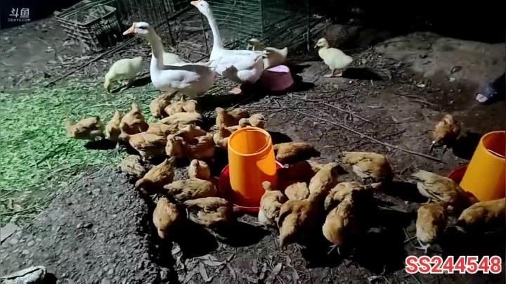 【2021-06-01 20点场】叶子户外：《鸡存者》Day1规则看鱼吧