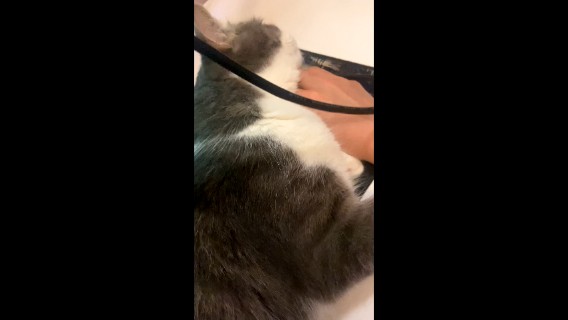 刚才的15赤红全程小猫咪就这样睡着。枕着我的手我好难
