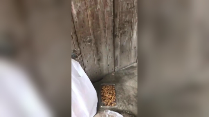 其实都很乖很懂的 叫它们轻轻 都会轻轻地吃不抢食 没有很凶的狗 只看有没有真爱心
