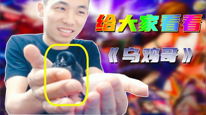 旭旭宝宝：给大家看看《乌鸡哥》