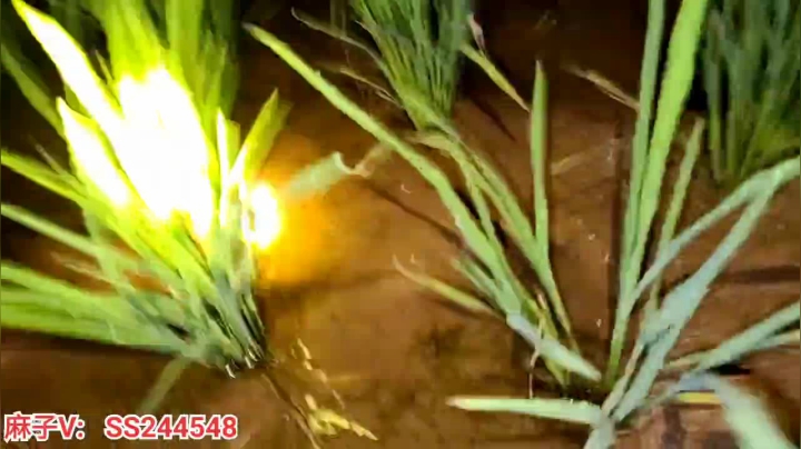 【2021-06-07 21点场】叶子户外：基地的生活