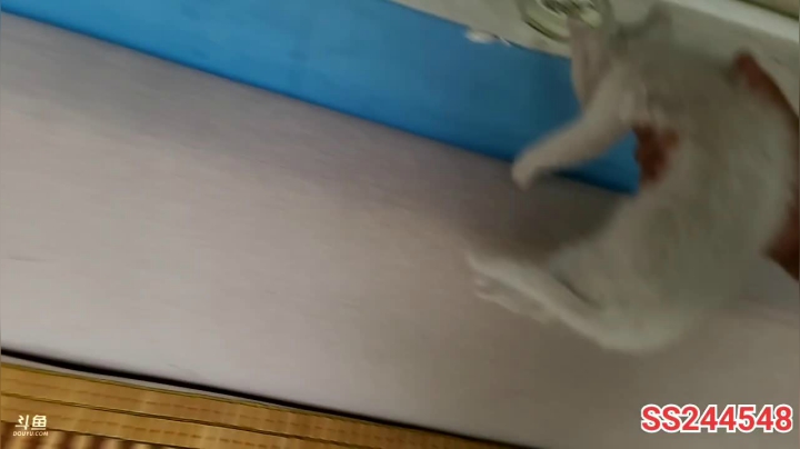 【2021-06-07 18点场】叶子户外：基地的生活