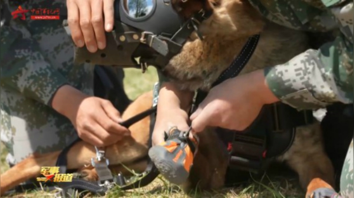 新闻特写：军犬“坦克”的空降首秀