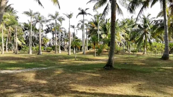 【2021-06-03 16点场】在线天文：文昌椰子大观园