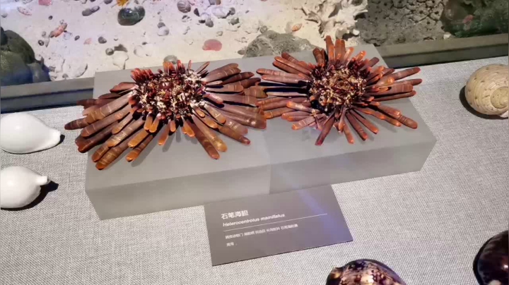 【2021-06-06 13点场】在线天文：海南南海博物馆