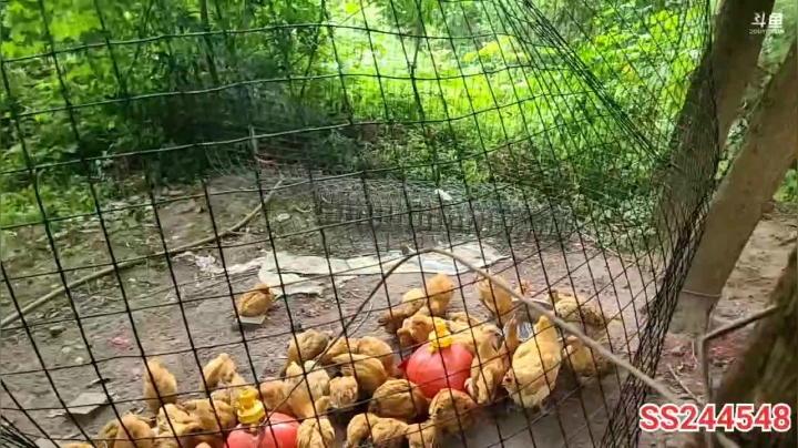 【2021-06-06 18点场】叶子户外：双倍经验三倍上限，冲啊