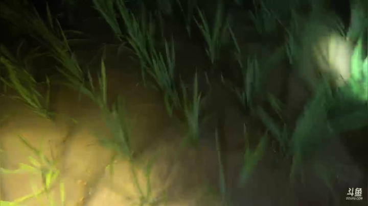 【2021-06-06 19点场】魅力生活i：晚上去弄黄鳝