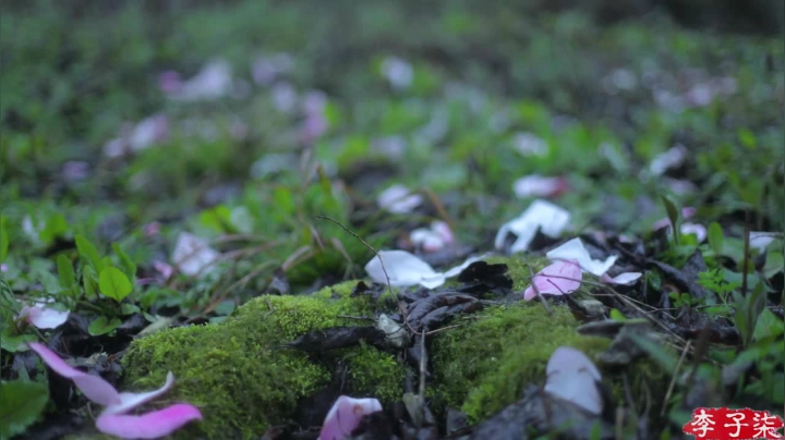 【美食】李子柒liziqi的精彩时刻 20210608 00点场