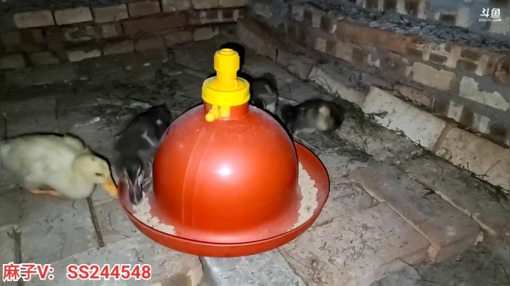 【2021-06-08 19点场】叶子户外：基地的生活