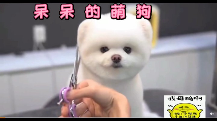 呆呆的萌狗！
