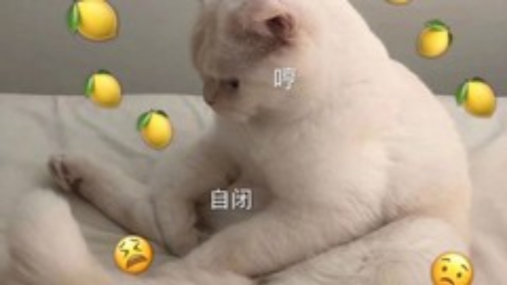 菜鸟跑车