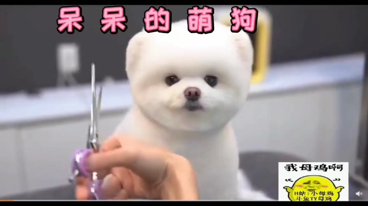02gghg7发布了一个斗鱼视频2021-06-09