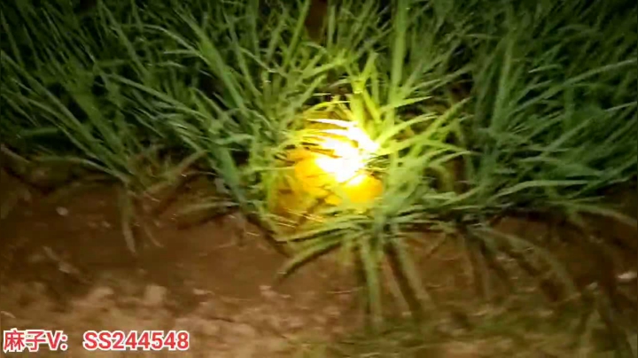 【2021-06-08 21点场】叶子户外：基地的生活