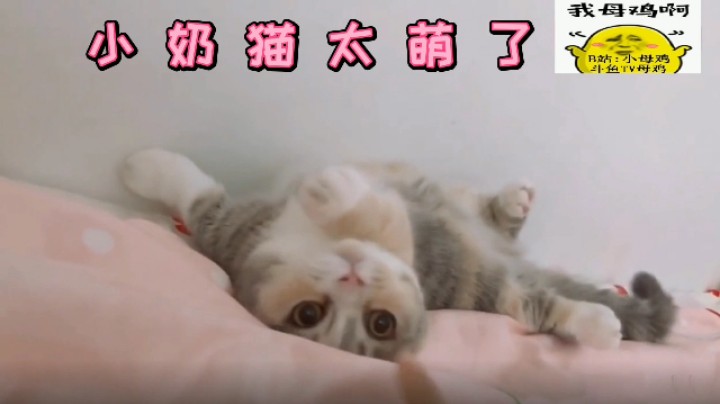 小奶猫太萌了！