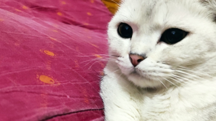 飞飞哥