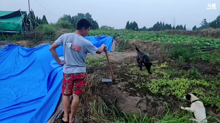 【2021-06-12 18点场】川味箩卜：《荒野厨神》之红烧排骨