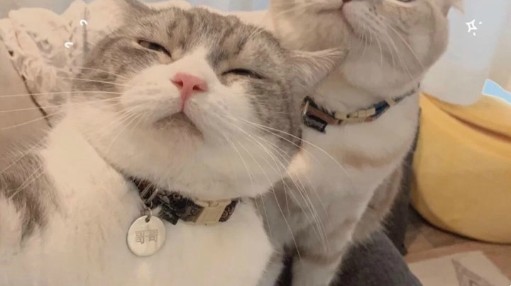 看看呗