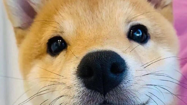 双人成行