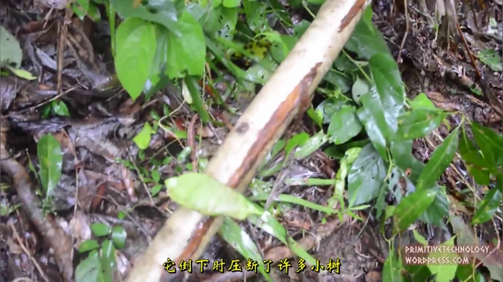 16_树皮纤维织布 (1)户外空手鼻祖 短裤荒野 原始技术 出书始末户外