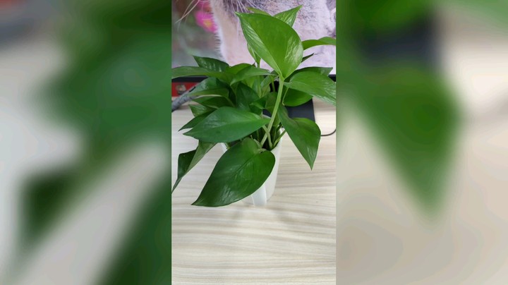 绿植