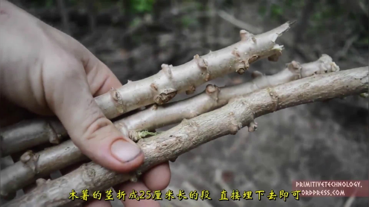 24_栽培木薯和大薯 (3)