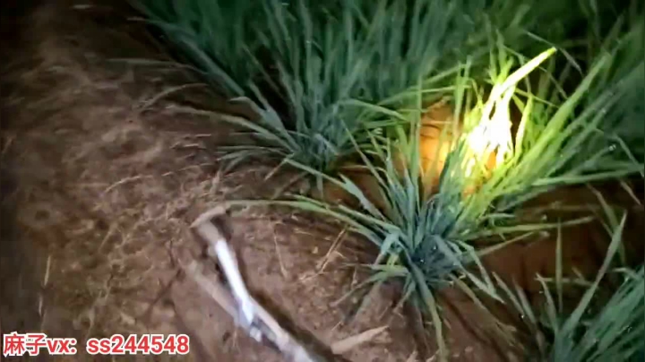 【2021-06-15 22点场】叶子户外：干鱼塘，端午节安康