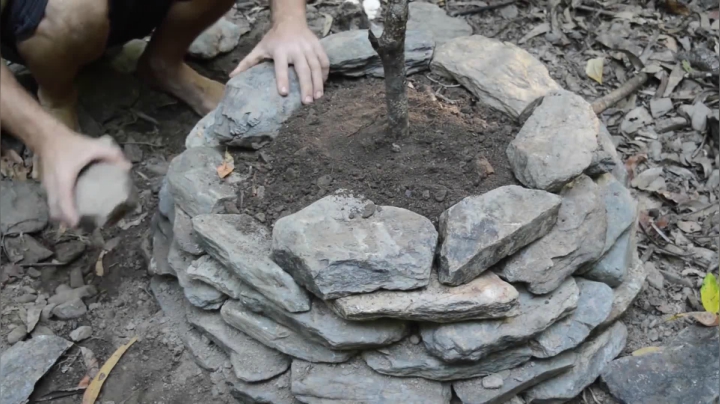 42_石堆种大薯 (2)有鱼币的朋友，点进视频投个币吧