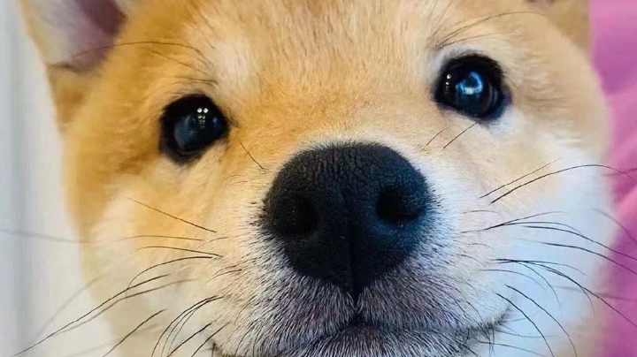 双人成行