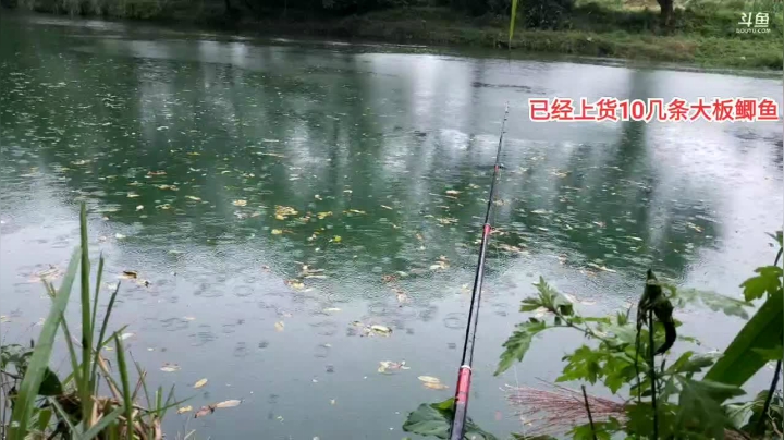 【2021-06-17 15点场】魅力生活i：河道钓大板鲫鱼