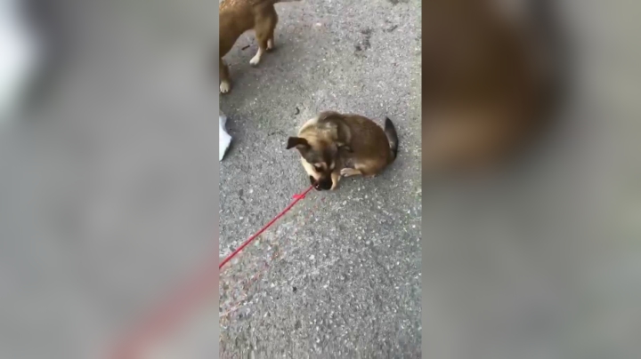 这货成天活活小母狗