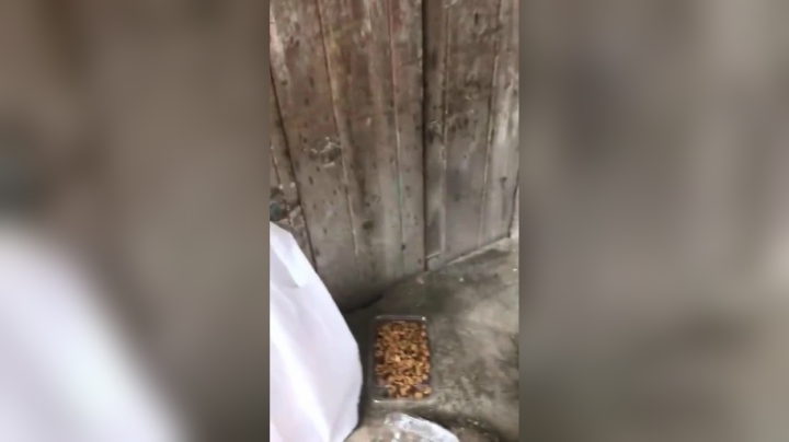 希望你们被人类善待