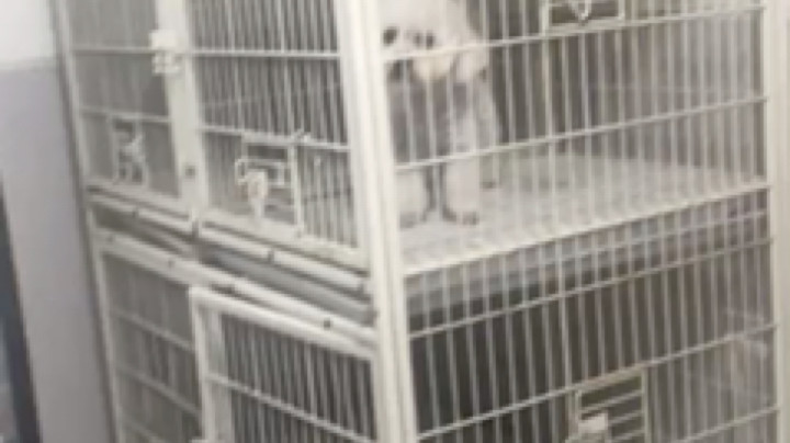 今天去宠物店带我家狗狗去洗澡于是就有这一幕，@狗妹UwU 狗妹我跟狗干起来了速帮！！！