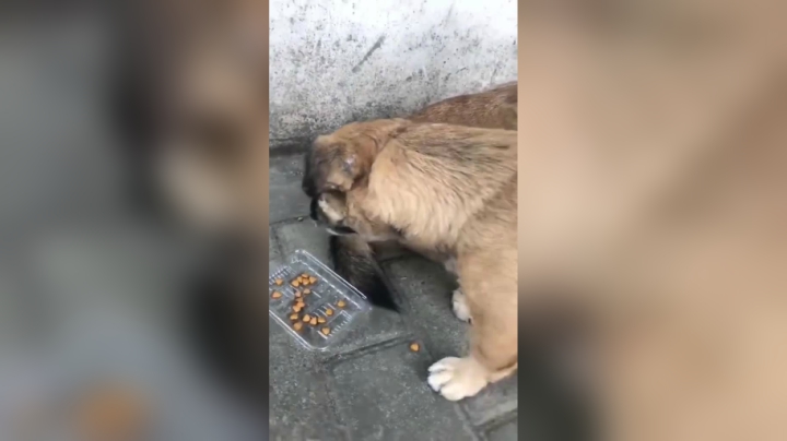 九寨这个很好