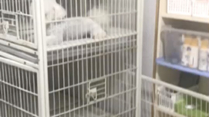 后续来了，行。你这个狗狗你放学你别走，我叫狗妹咬你@狗妹UwU [鲨鱼狗骨头][鲨鱼狗骨头]