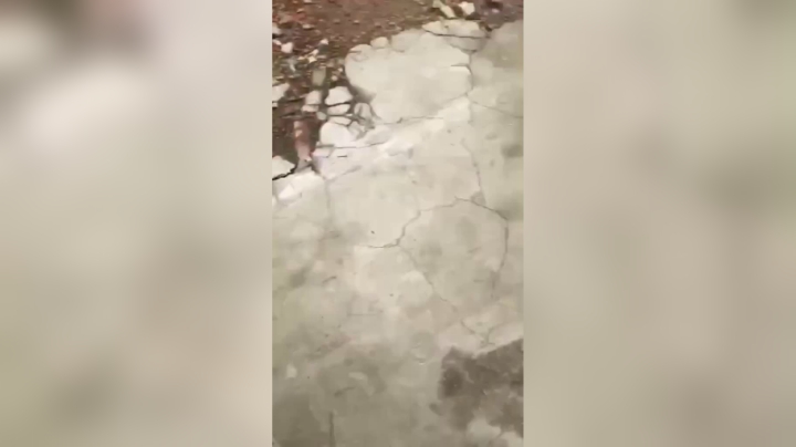感谢老板你帮我一起抓流浪狗做绝育
