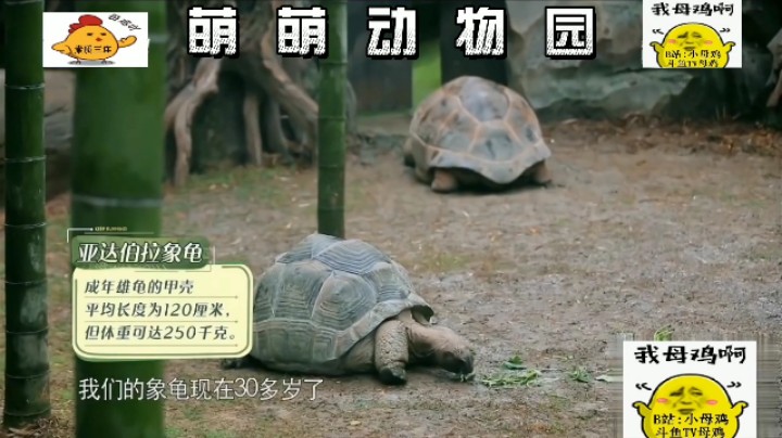 萌萌动物园！