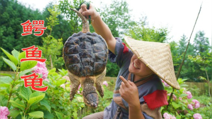 山药自创“霸王别鸡”，红油土鸡配鳄龟，香辣过瘾，别有风味！