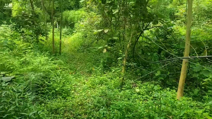 【2021-06-23 10点场】逐梦兄弟：十一点直播