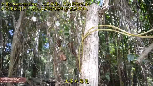 户外空手发展祖师爷P38_栽培大薯 澳洲小哥高清字幕版