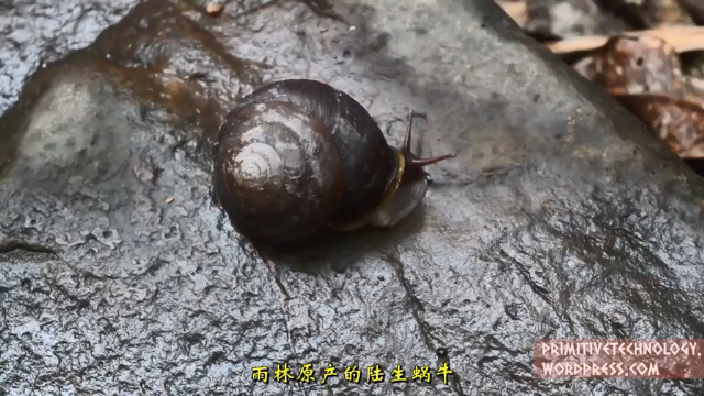 户外空手发展祖师爷P35_烧制石灰 澳洲小哥高清字幕版