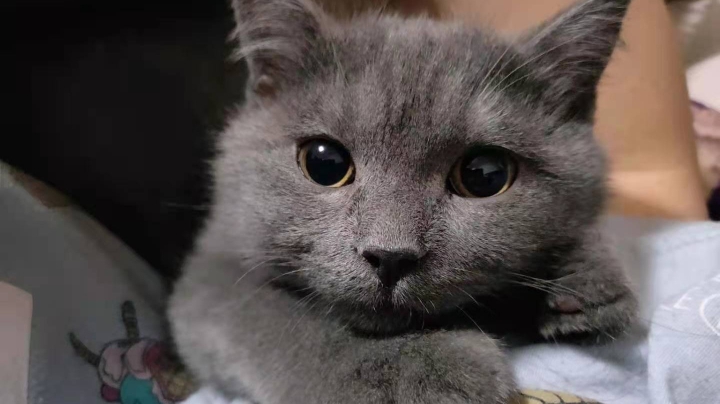 王者荣耀翻车现场