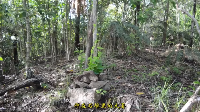 户外空手发展祖师爷P42_石堆种大薯