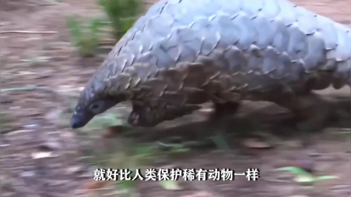 【2021-06-25 17点场】丨马老六丨：【六神】游戏室