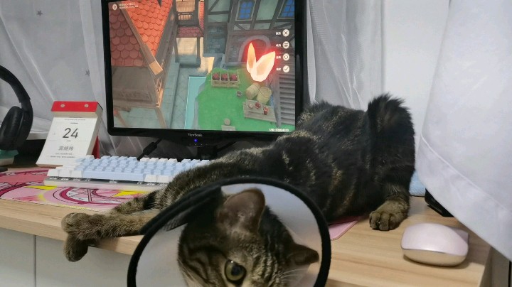 原神陪玩✔半夜成精的猫咪在直播