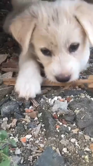 每天睡在汽车下面的流浪母子幼犬 有喜欢请给它一个家