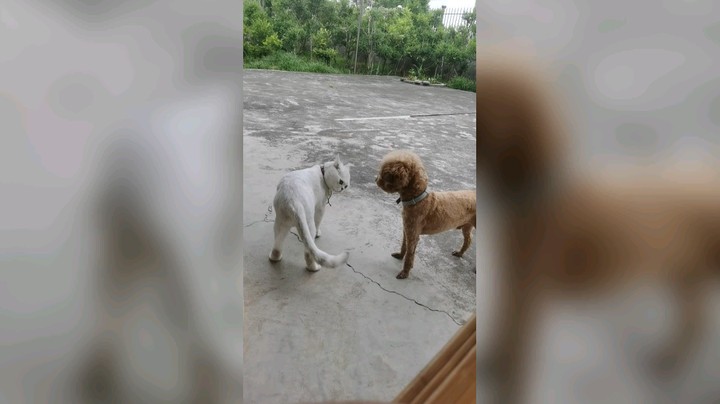 正经人令北发布了一个斗鱼视频2021-06-25