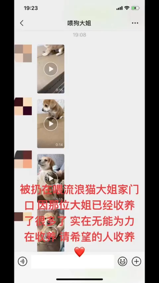 们在尽力救也赶不上那些不负责任的人扔的快 被扔在大姐家门口的 请喜欢的给它一个家%领养代替购买