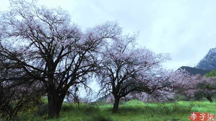 【美食】李子柒liziqi的精彩时刻 20210627 22点场